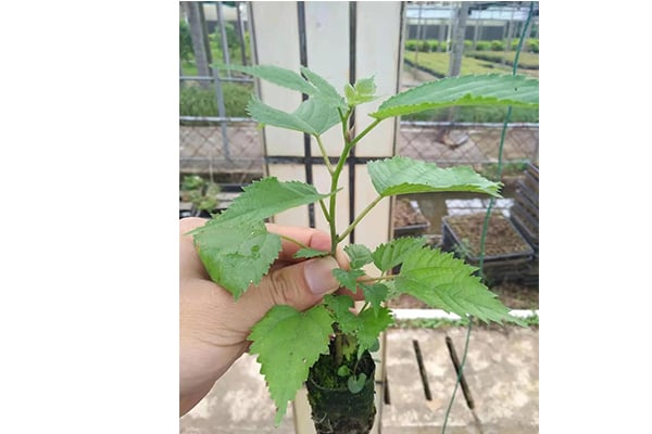 構樹的價值及其組培方法