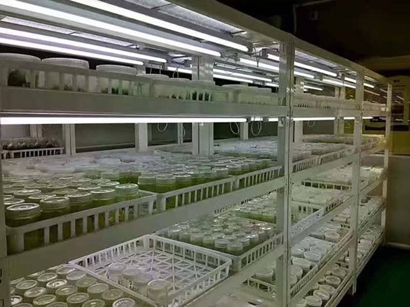 培養(yǎng)架、組培架、光照培養(yǎng)架