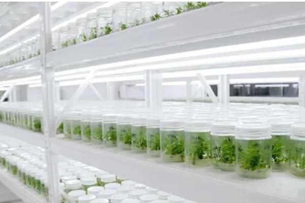 植物組織培養(yǎng)與花藥離體培養(yǎng)的區(qū)別