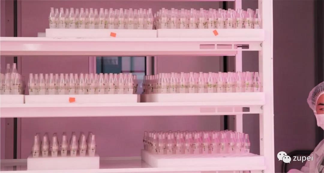 組建組培室前的幾點(diǎn)要素