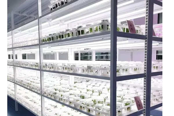 組培苗瘦弱、徒長原因以及應對措施