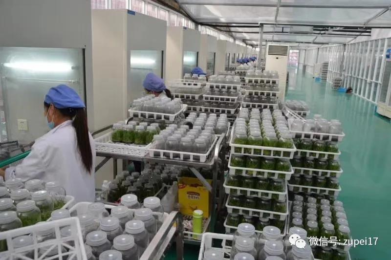 組織培養(yǎng)的接種