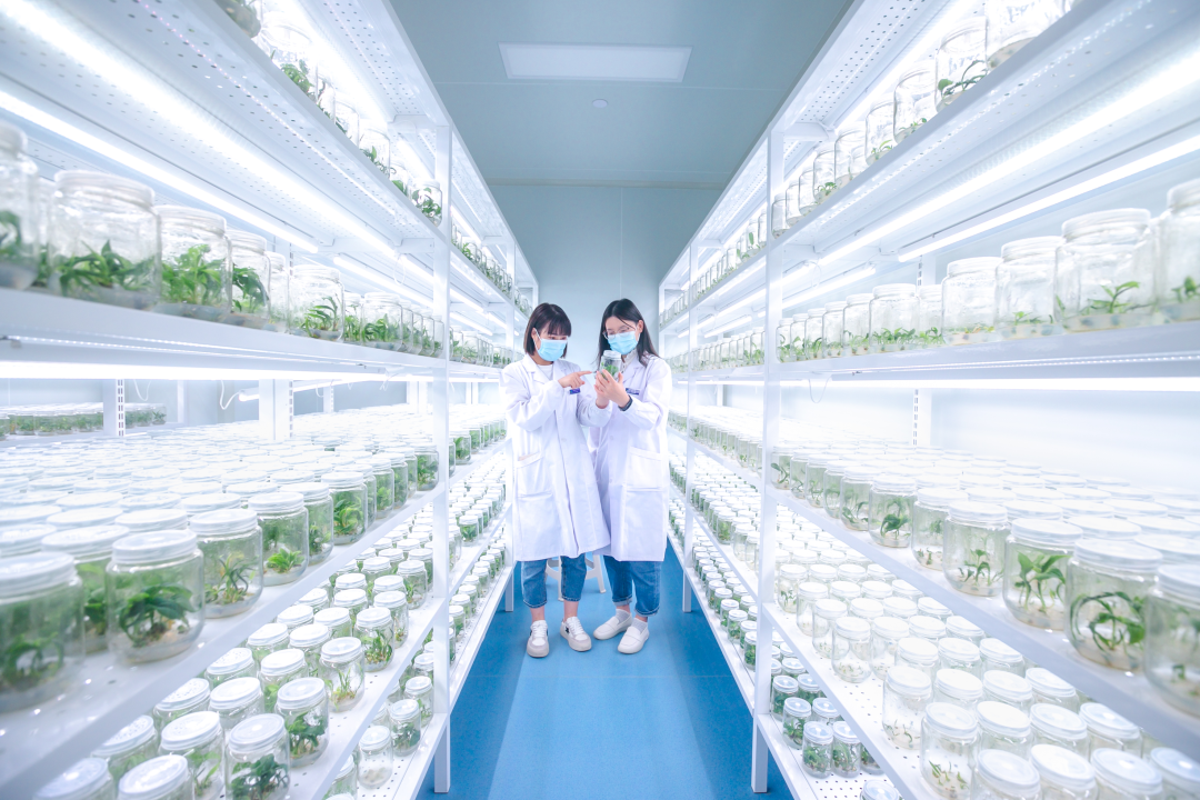 組培架，培養(yǎng)架，光照培養(yǎng)架